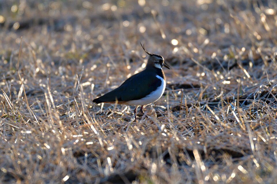 Bird animal outdoors
