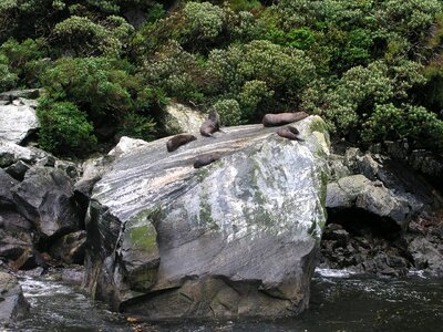 Milford sound fjord nature photo