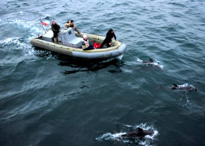 US Navy 120118-N-NL401-126 Dolphins swim in front of a rigid-hull inflatable boat as Sailors assigned to the Arleigh Burke-class guided-missile des photo