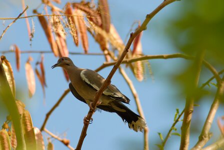 Paloma guaje bird