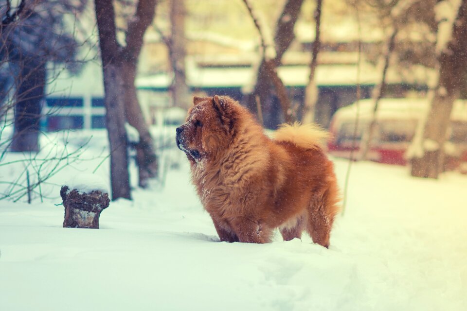 Animal snow winter