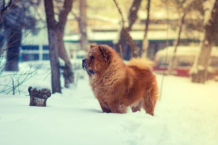 Animal snow winter photo