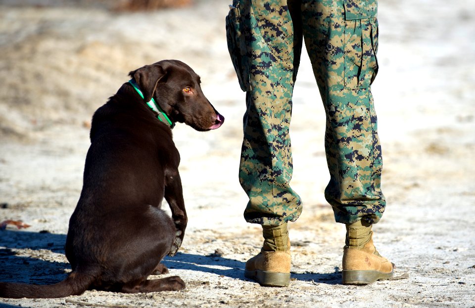 US Navy 120118-N-PO203-195 Grady, an improvised explosive device detector dog (IDD), waits for a command from his Marine trainer during an Office o