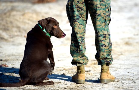 US Navy 120118-N-PO203-195 Grady, an improvised explosive device detector dog (IDD), waits for a command from his Marine trainer during an Office o