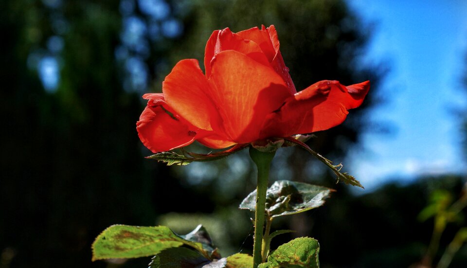 Flower nature flora
