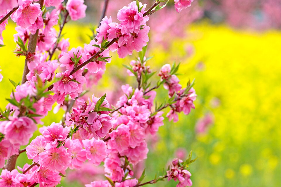 Rape blossoms pink yellow