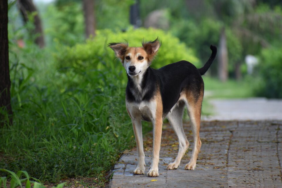 Street dog pariah green street