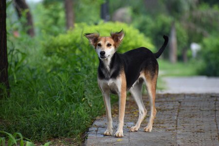 Street dog pariah green street