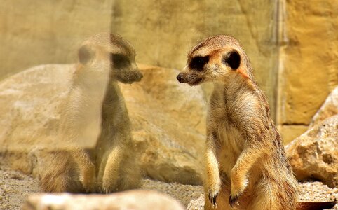 Zoo tiergarten small