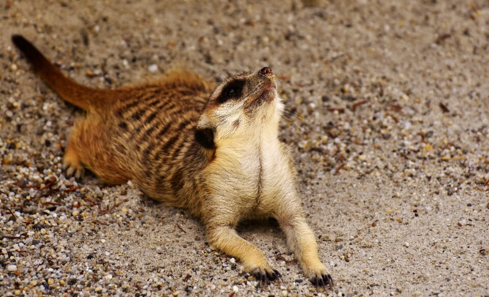 Zoo tiergarten small