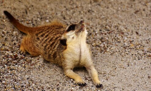 Zoo tiergarten small