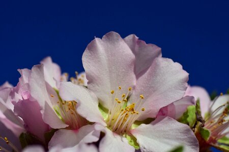 Spring tree white