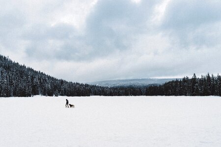 Dog animal snow photo