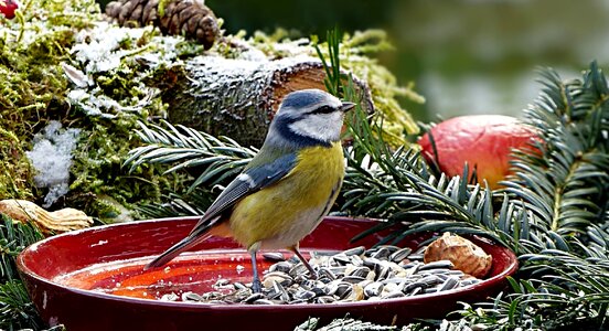 Tit blue tit cyanistis caeruleus