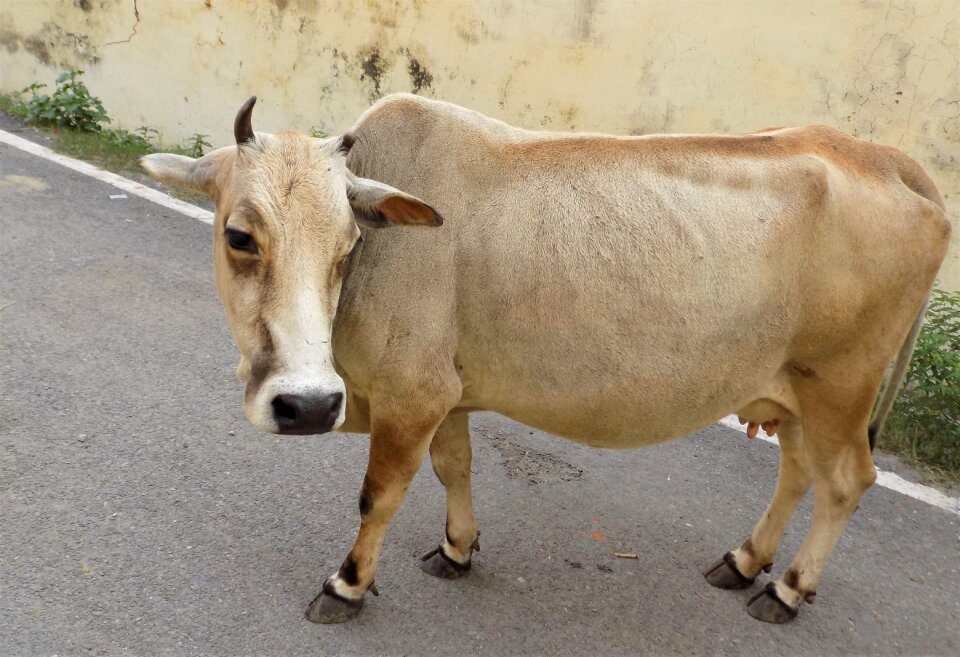 Mammal livestock dairy