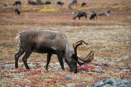 The horn of africa hoof animal