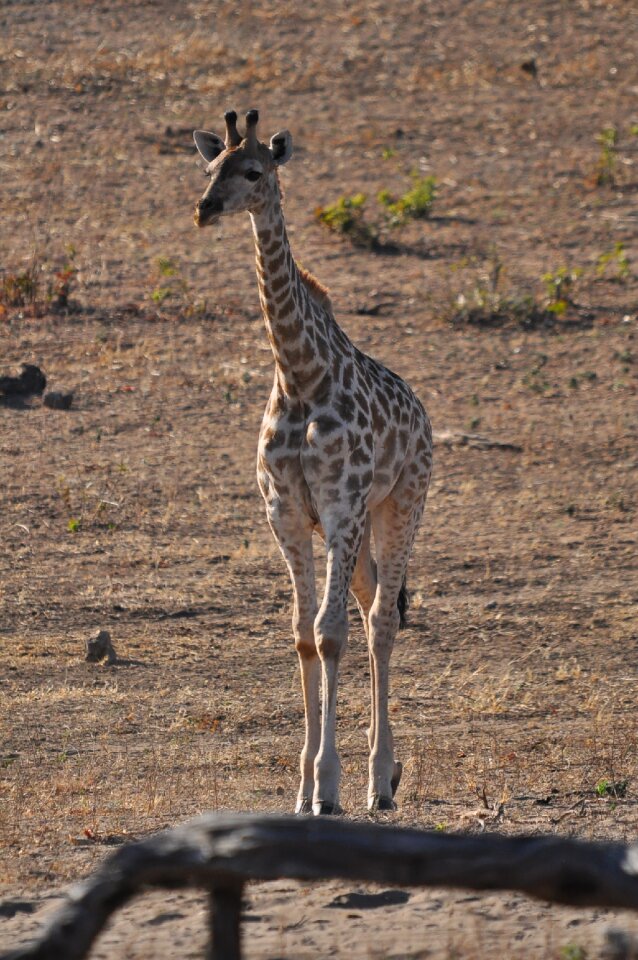 Animal safari wild