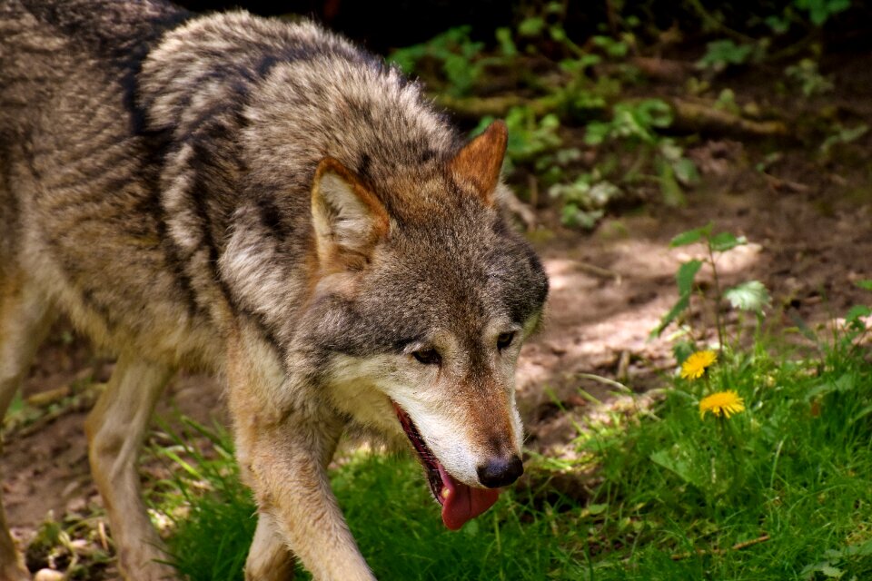 Animal world predator animal