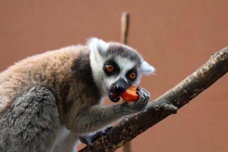 Primate animal animals