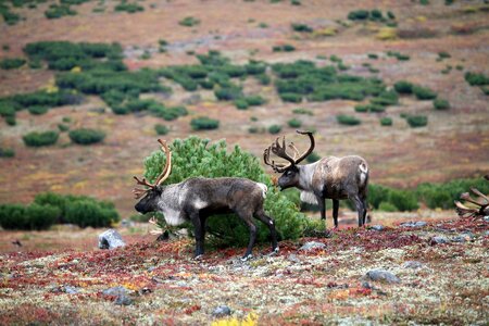 The horn of africa hoof animal