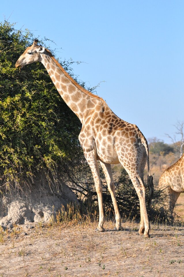 Giraffe wild mammal