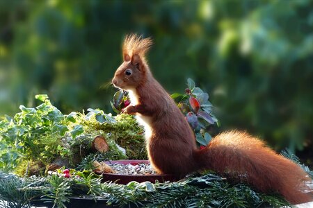 Rodent squirrel scirus major vulgaris