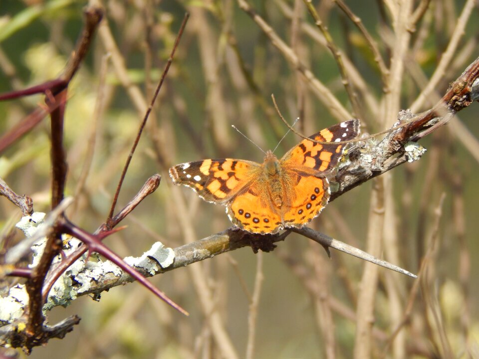 Orange hostal in the branch
