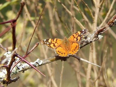 Orange hostal in the branch