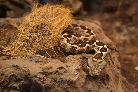 Animal animals nature