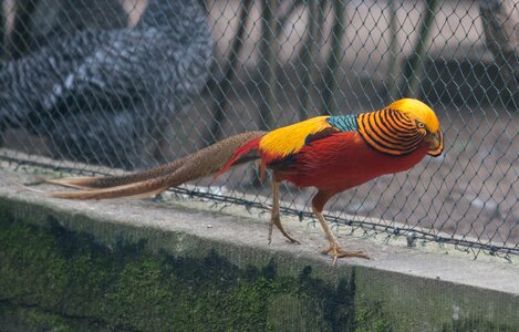 Animal world feather animal