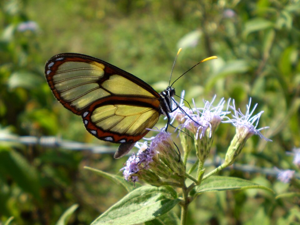 Of cristal wings transparent