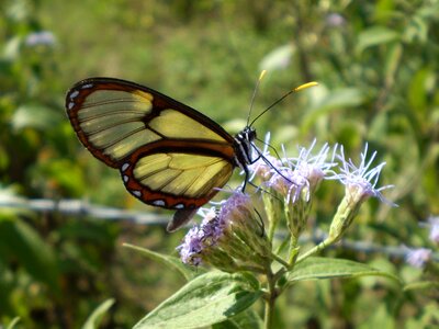 Of cristal wings transparent