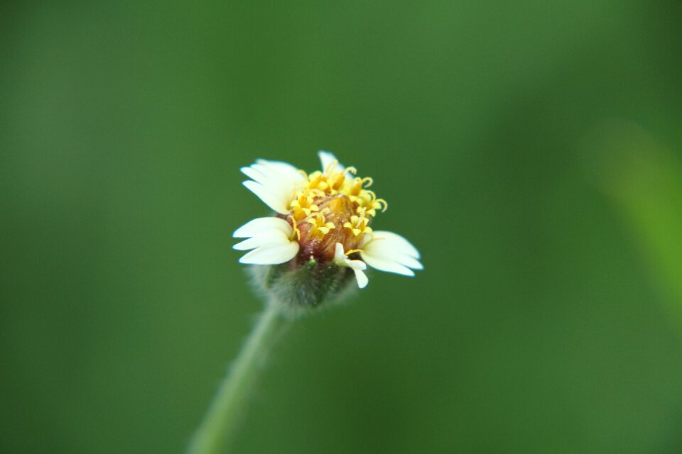 Natural bright spring