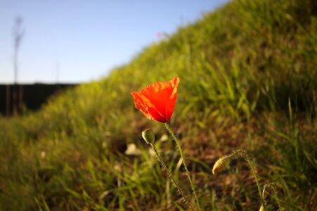 Grass flower red photo