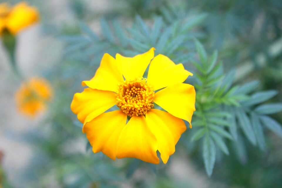 Marigold yellow flower