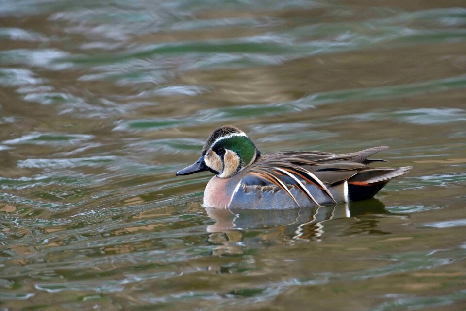 Natural pond wild animals