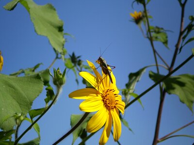 Yellow lobster green