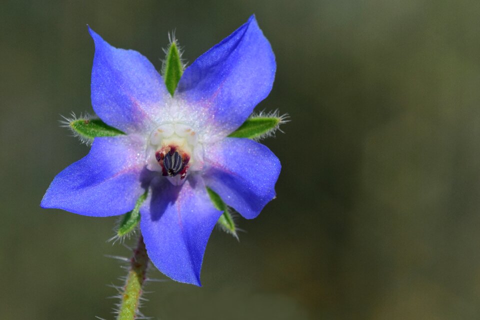 Bloom purple nature