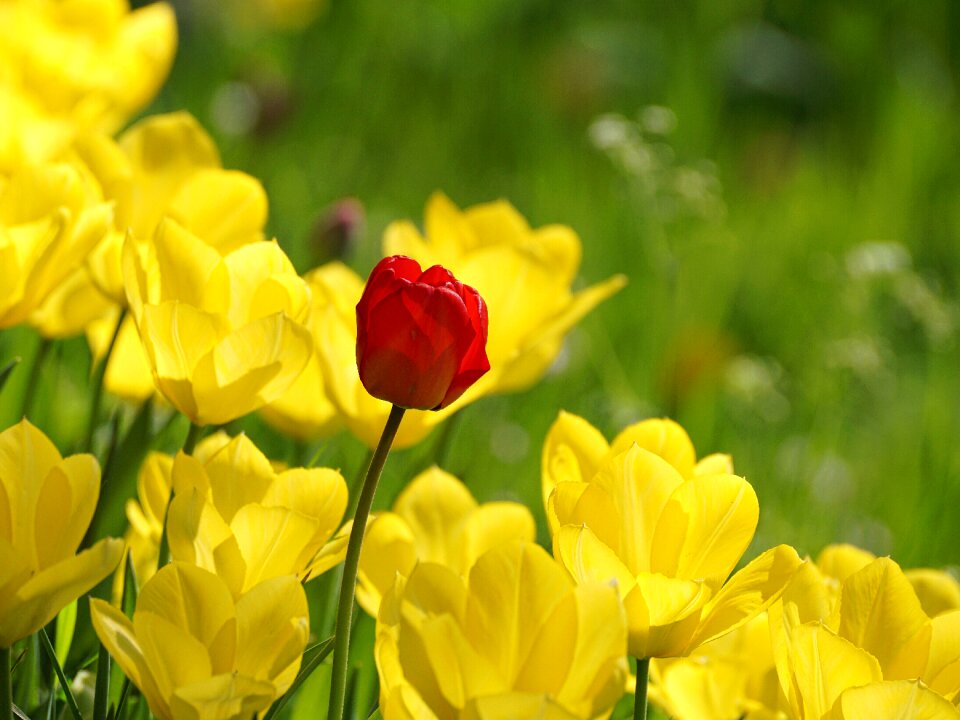 Yellow individually nature