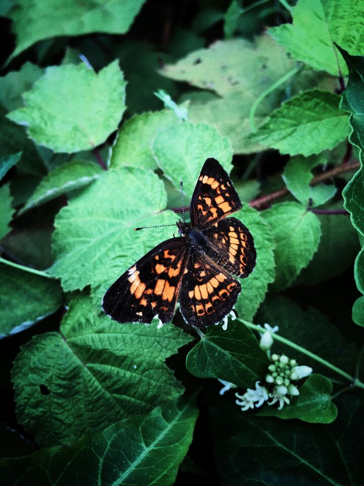 Butterfly outdoors invertebrate