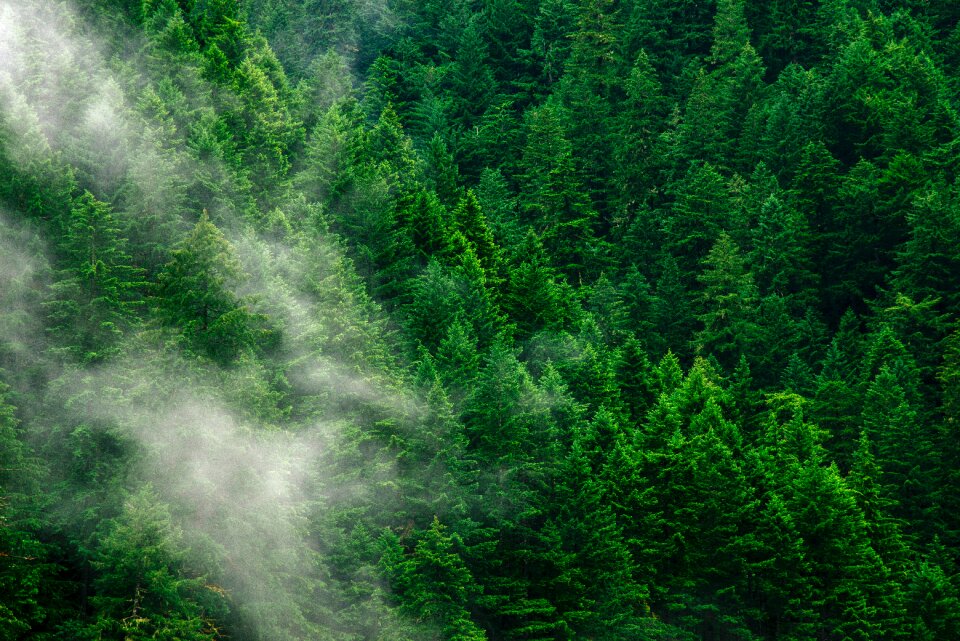 Green nature clouds