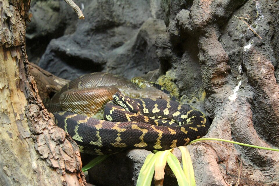 Animal animals nature