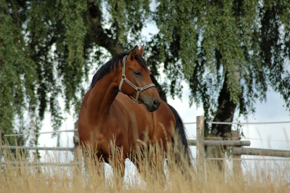 Horse coupling meadow