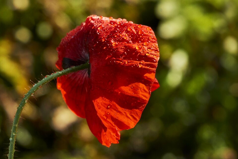 Leaf summer poppy