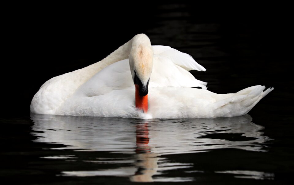 Romantic mirroring water
