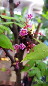 Nature summer blooming