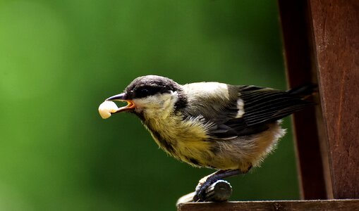 Feed bird nature photo