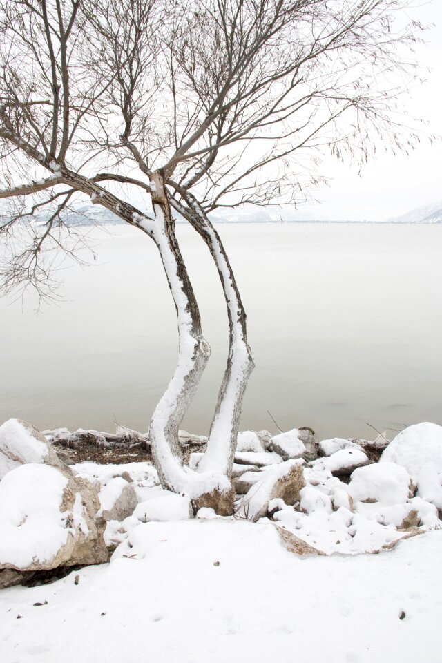 Lake nature turkey turkey