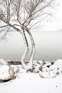 Lake nature turkey turkey