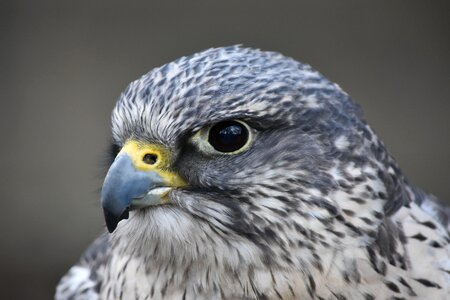 Kestrel falcon predator photo
